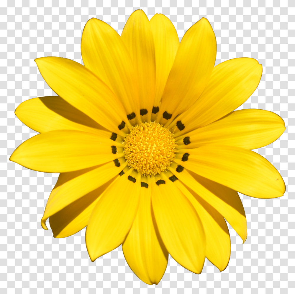 Flower Summer Flower Images Without Background, Plant, Blossom, Treasure Flower, Honey Bee Transparent Png