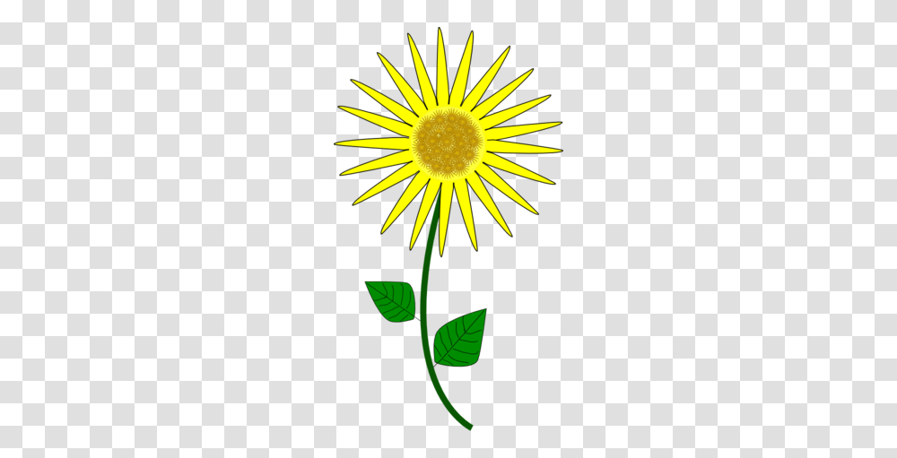 Flower Sunflower Clipart, Plant, Blossom, Daisy, Daisies Transparent Png