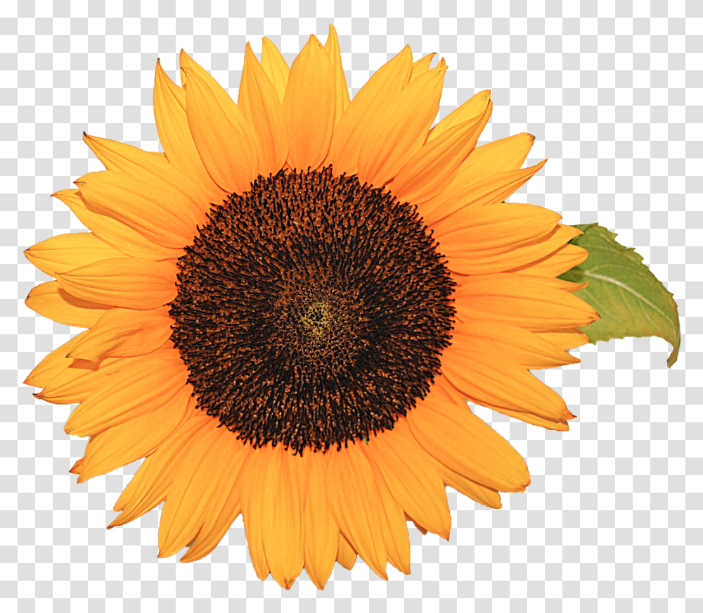 Flower Sunflower Yellow Nature Background, Plant, Blossom, Daisy, Daisies Transparent Png