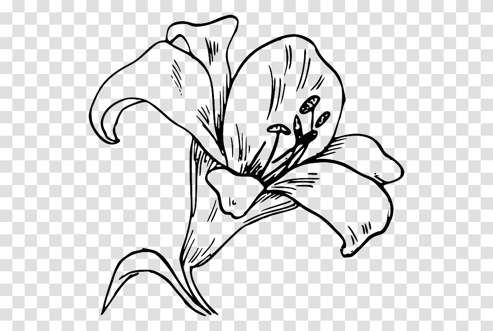 Flower Tattoo Lily Clip Art, Plant, Blossom, Petal, Amaryllis Transparent Png