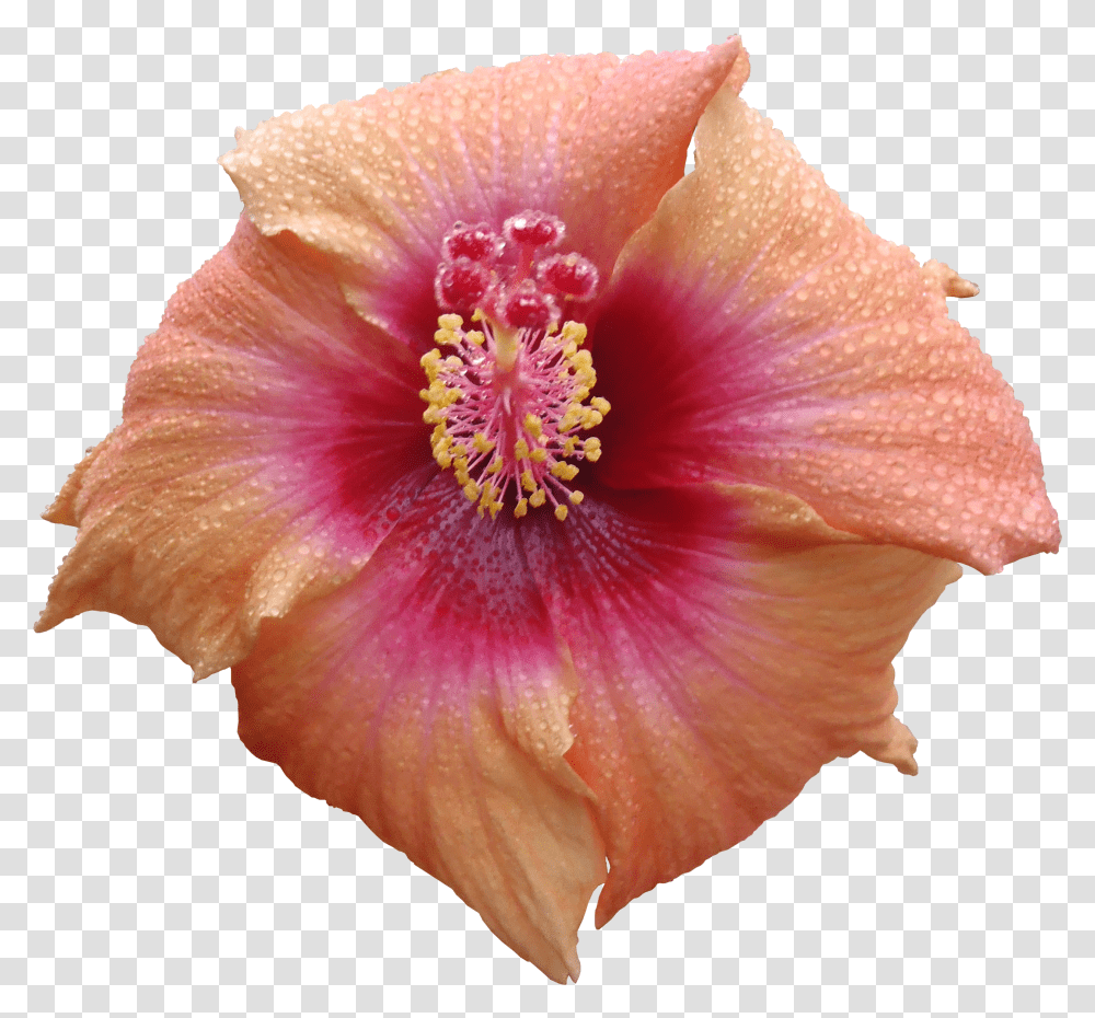 Flower Texture High Resolution Flower Texture Transparent Png