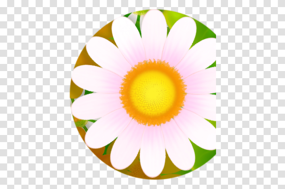 Flower Textures, Plant, Daisy, Daisies, Blossom Transparent Png