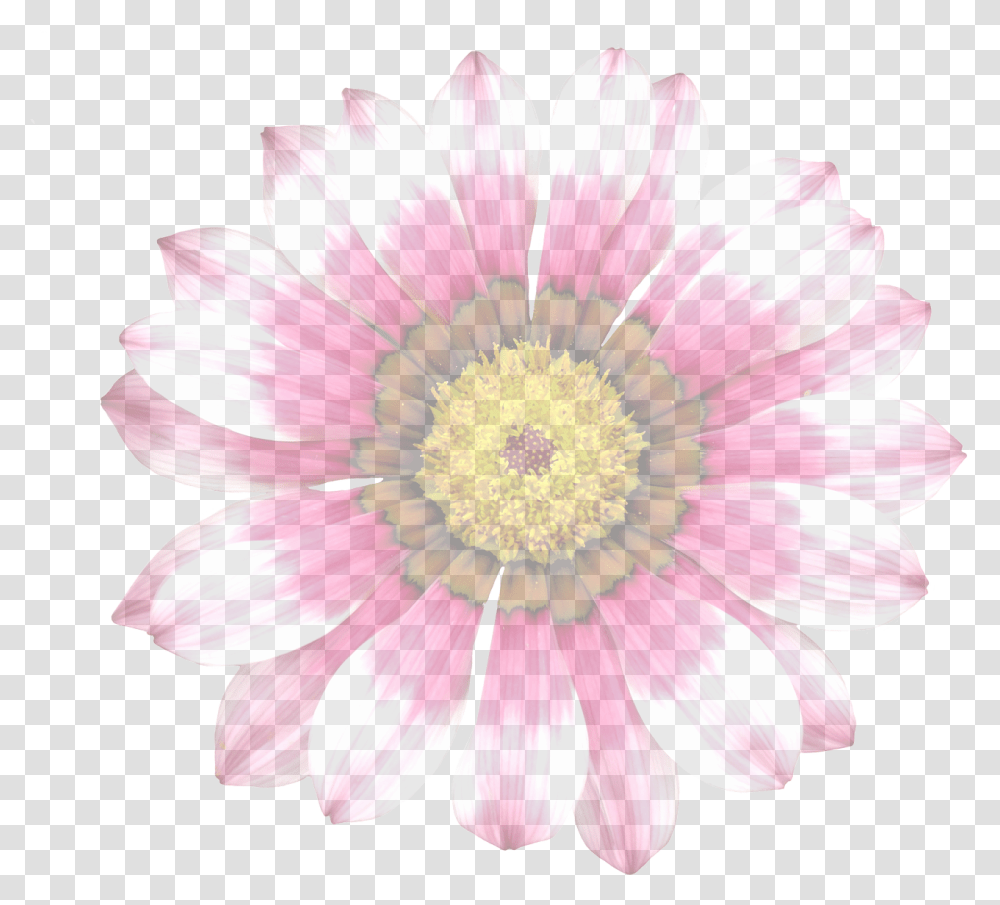 Flower Translucent, Plant, Blossom, Daisy, Daisies Transparent Png