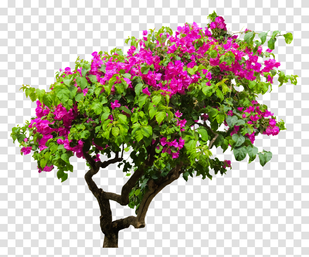 Flower Tree Images Bougainvillea Tree, Geranium, Plant, Blossom, Potted Plant Transparent Png
