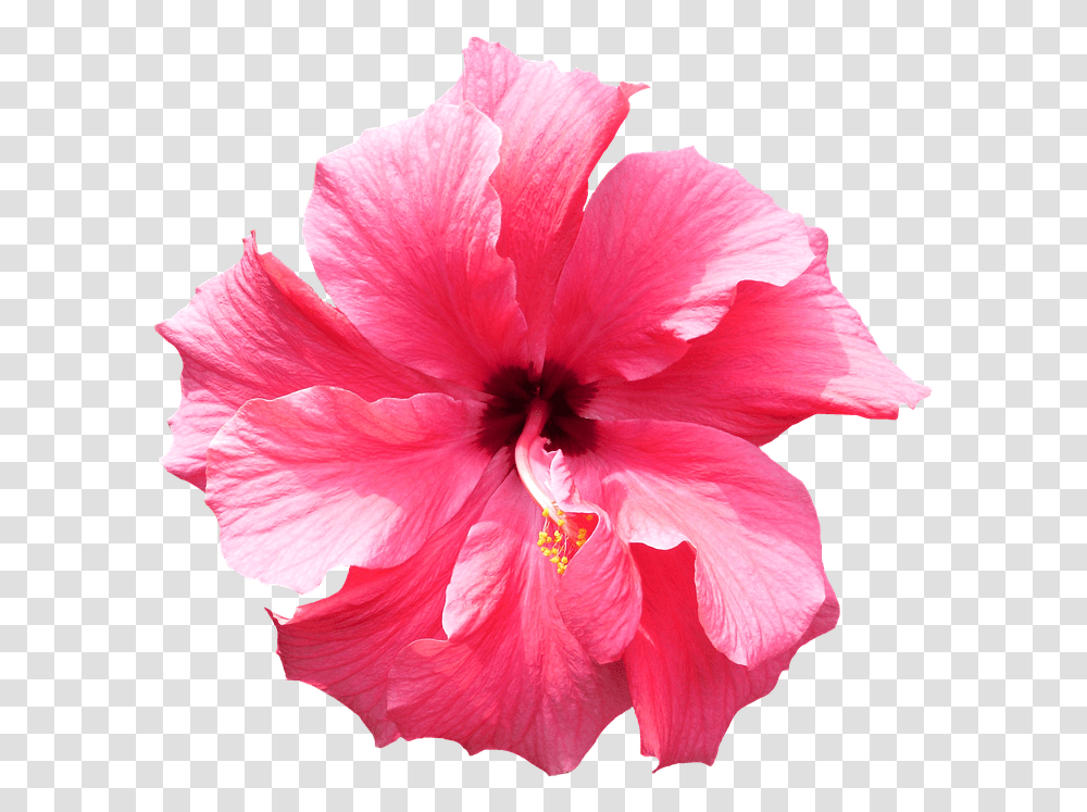 Flower Tropical Image Tropical Flower Background, Hibiscus, Plant, Blossom Transparent Png