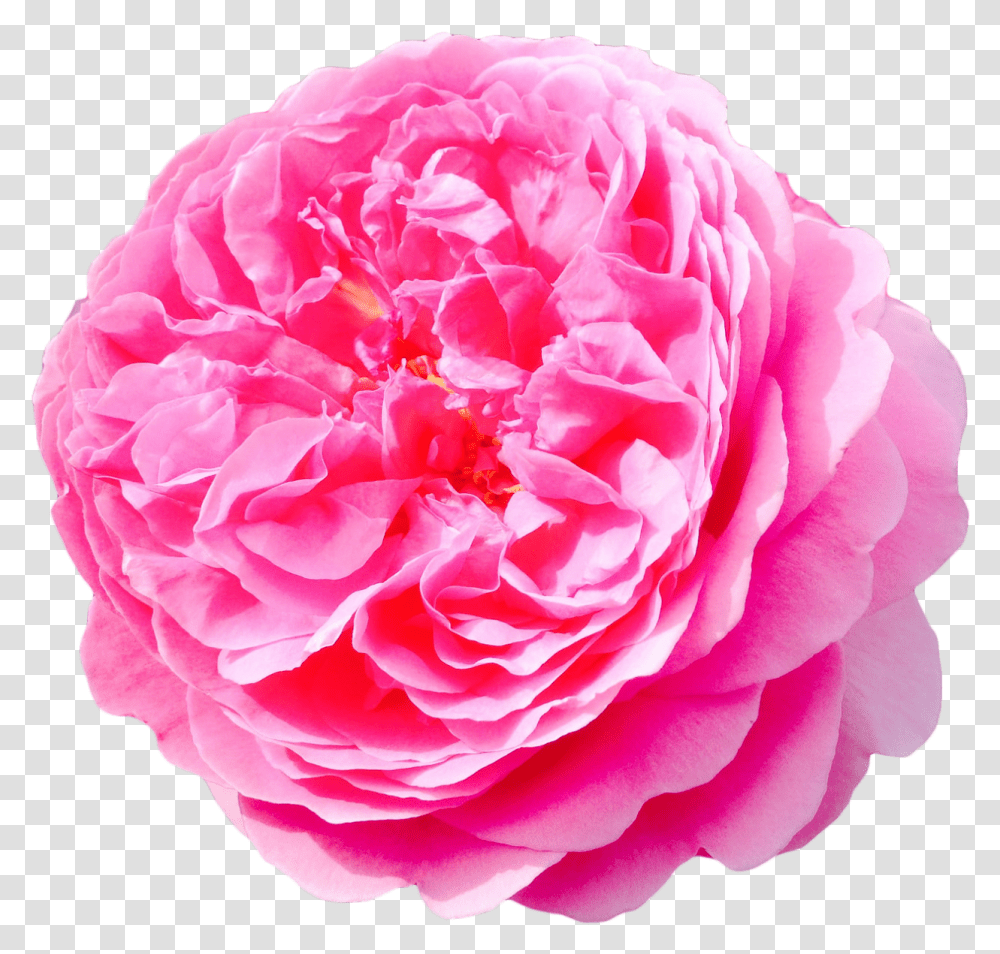 Flower Tumblr Flowers, Rose, Plant, Blossom, Dahlia Transparent Png