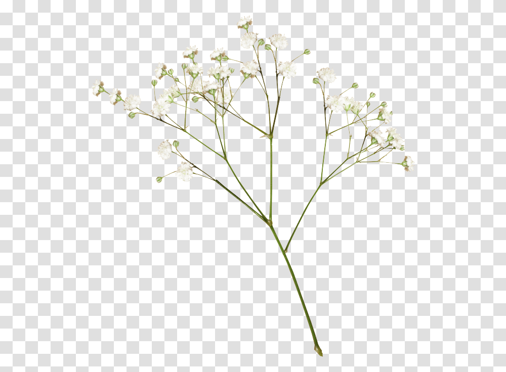 Flower Tumblr Free For Dried Flower, Plant, Apiaceae, Grass, Geranium Transparent Png