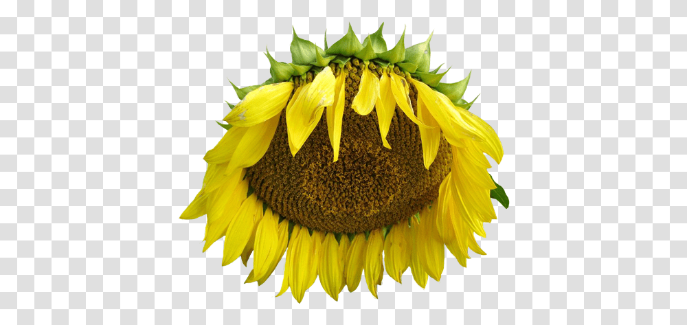 Flower Tumblr Sunflower, Plant, Blossom Transparent Png