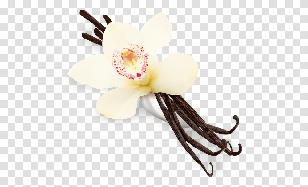 Flower Vanilla, Plant, Blossom, Bird, Animal Transparent Png