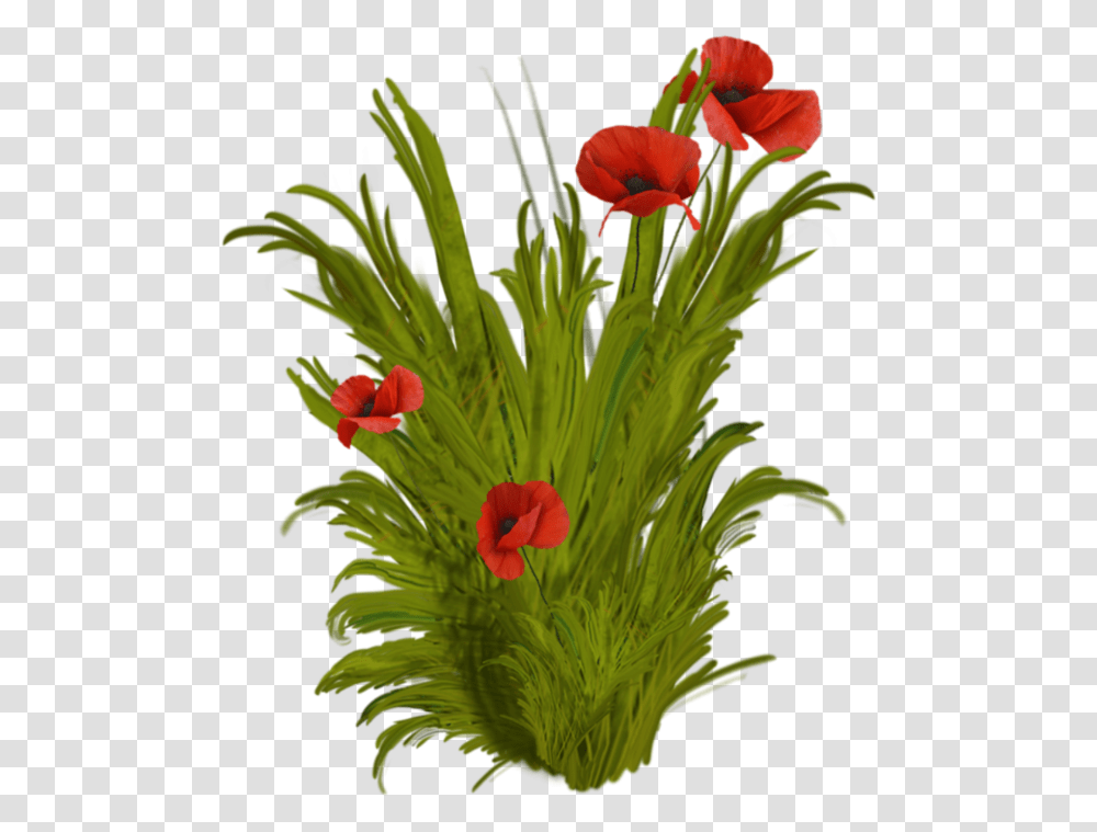 Flower Vase Celebrating March Birthdays, Plant, Poppy, Petal Transparent Png
