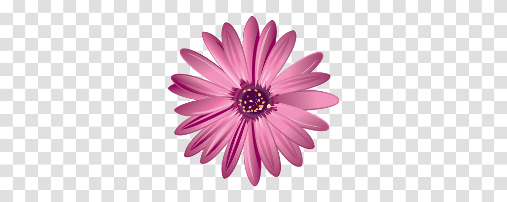 Flower Vector Download Ridgeway Floral, Plant, Daisy, Daisies, Blossom Transparent Png