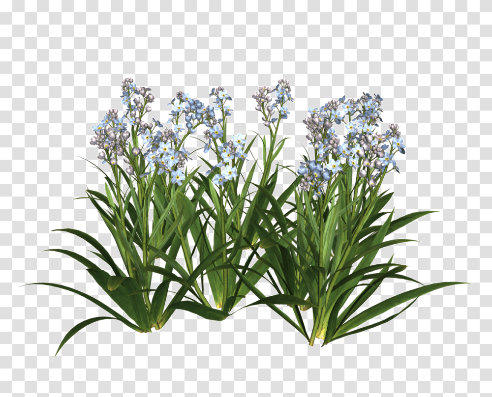 Flower Vector Free Svg Freeuse Stock Garden Flowers, Plant, Iris, Blossom, Agapanthus Transparent Png