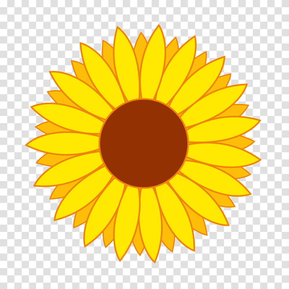 Flower Vector Image, Plant, Sunflower, Blossom, Daisy Transparent Png