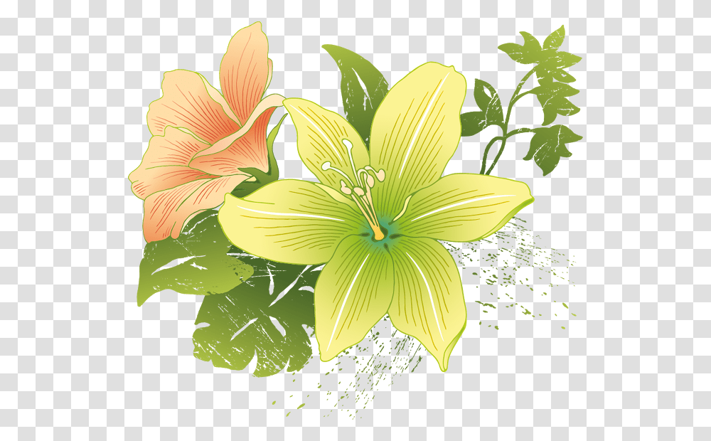 Flower Vector, Plant, Blossom, Anther, Lily Transparent Png