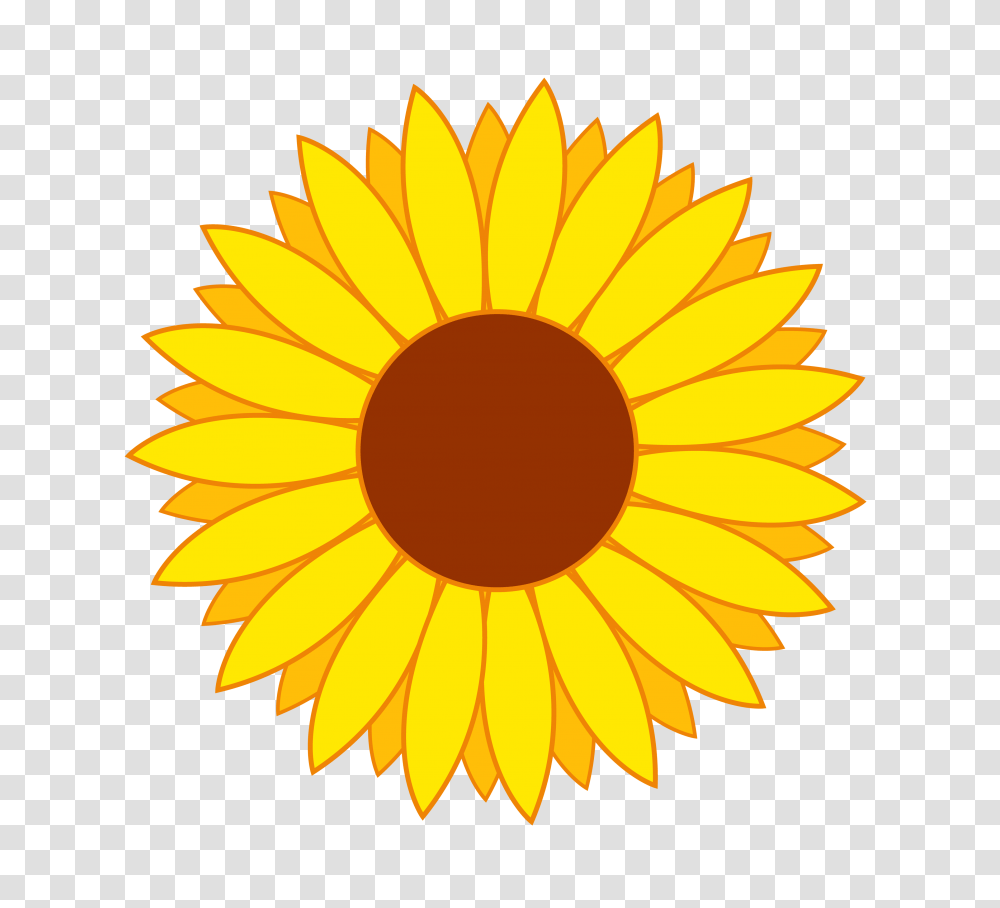 Flower Vector, Plant, Sunflower, Blossom, Daisy Transparent Png