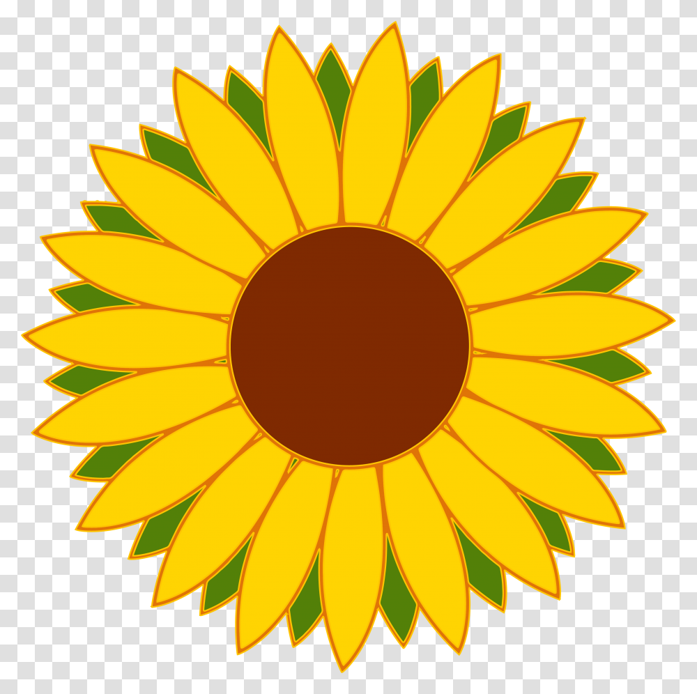 Flower Vector, Plant, Sunflower, Blossom Transparent Png