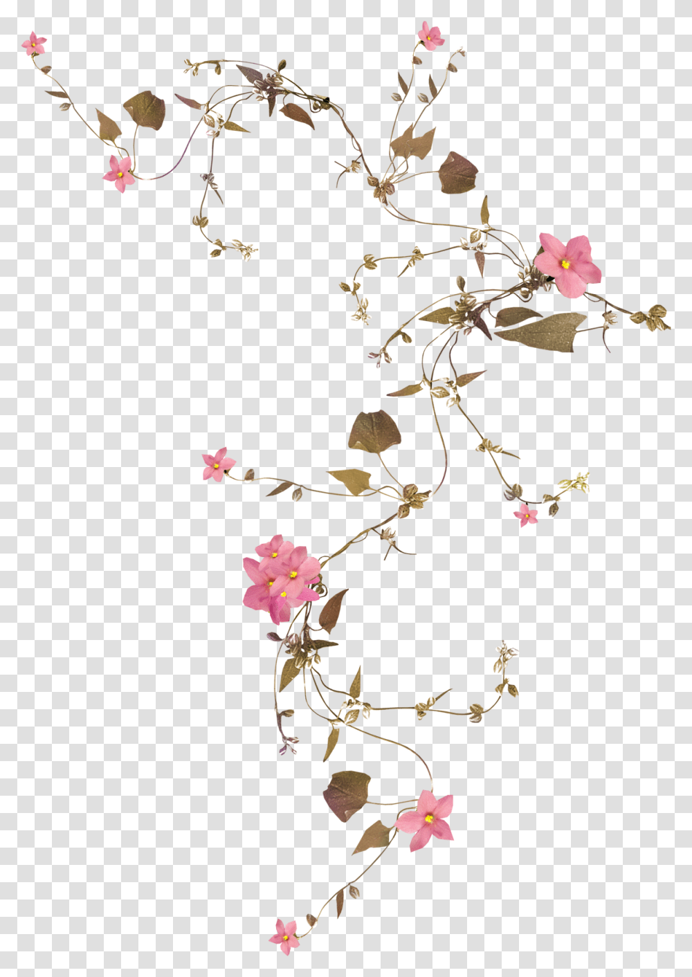 Flower Vine Rose Drawing Flower Vine Background, Poster, Advertisement Transparent Png