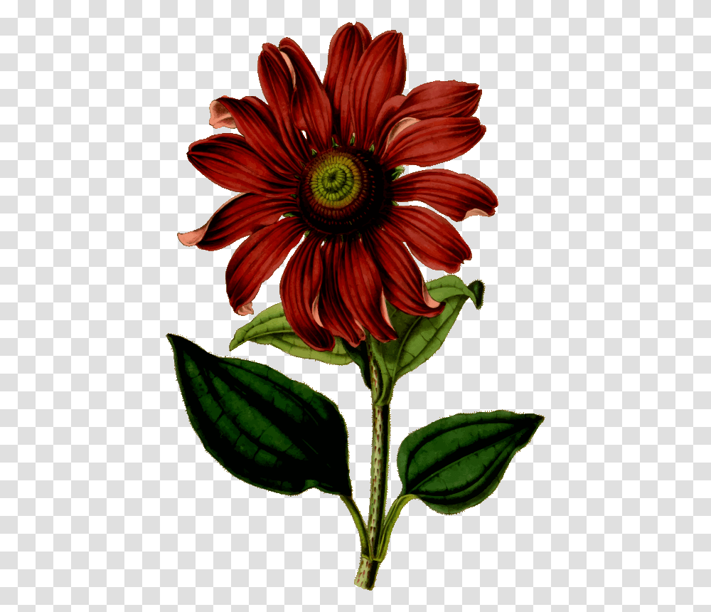Flower Vintage Drawing Clipart Download Shirt Printing Flower Design, Plant, Blossom, Treasure Flower, Flower Arrangement Transparent Png