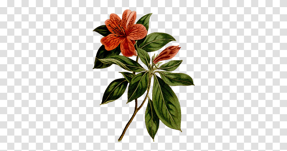 Flower Vintage Rhododendron Art Painting Drawing Rhododendron Simsii Botanical, Plant, Blossom, Acanthaceae, Hibiscus Transparent Png