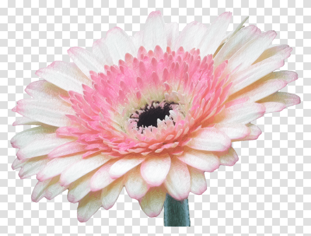 Flower Wallpaper Iphone, Plant, Blossom, Daisy, Daisies Transparent Png