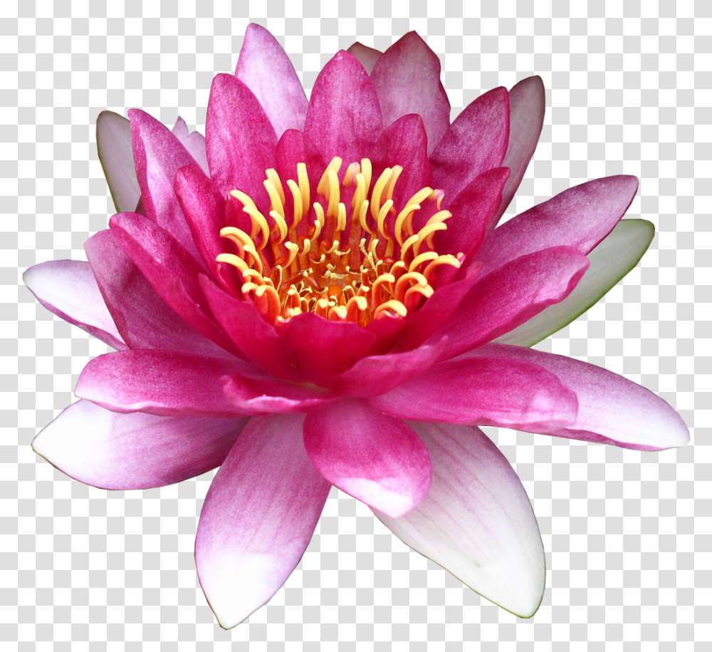 Flower Water Lily Clip Art Lotus Download 12381080 Water Lily, Plant, Blossom, Pond Lily, Rose Transparent Png