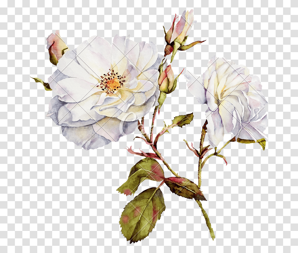 Flower Watercolor Drawing, Plant, Petal, Floral Design Transparent Png