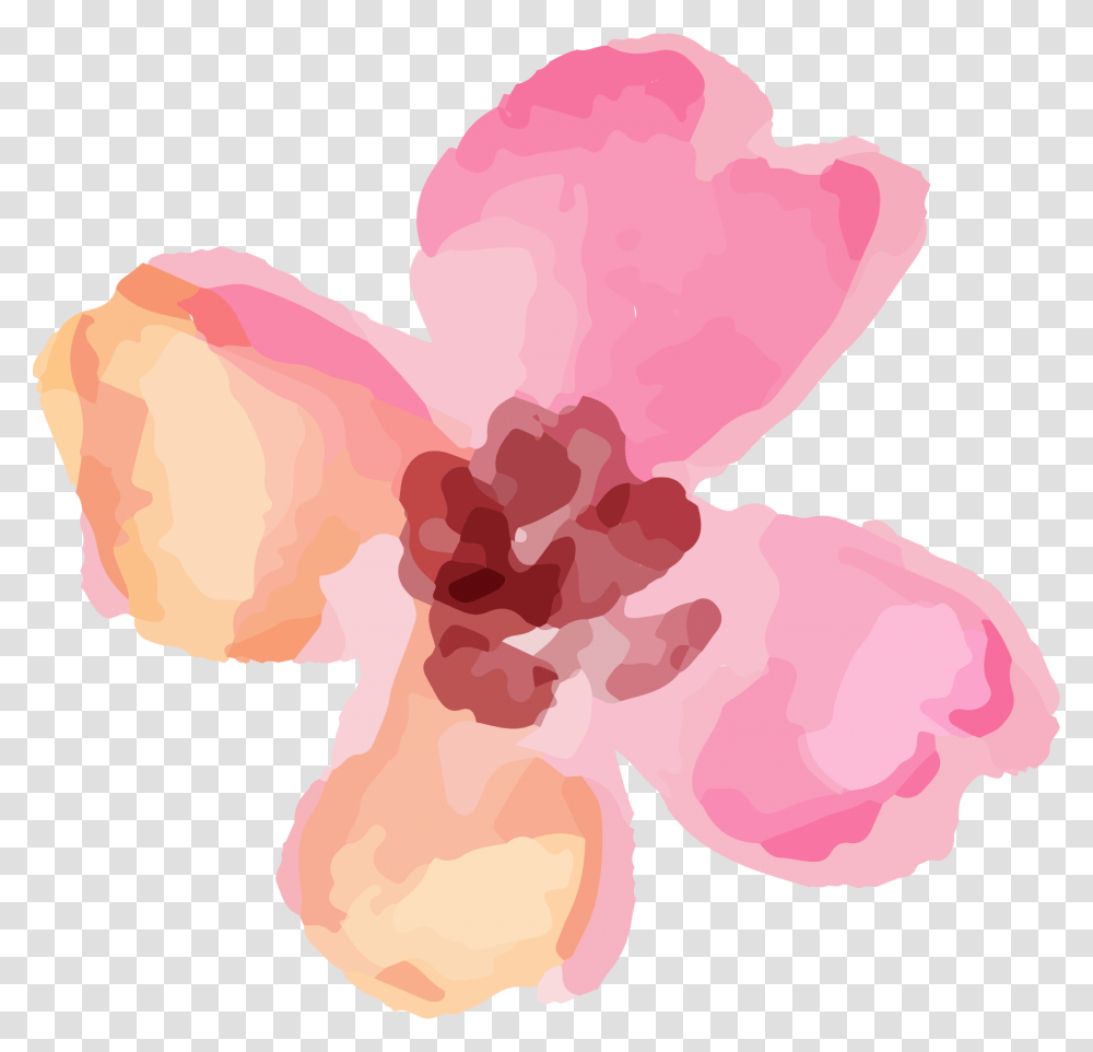 Flower Watercolour Pink, Plant, Blossom, Petal, Carnation Transparent Png