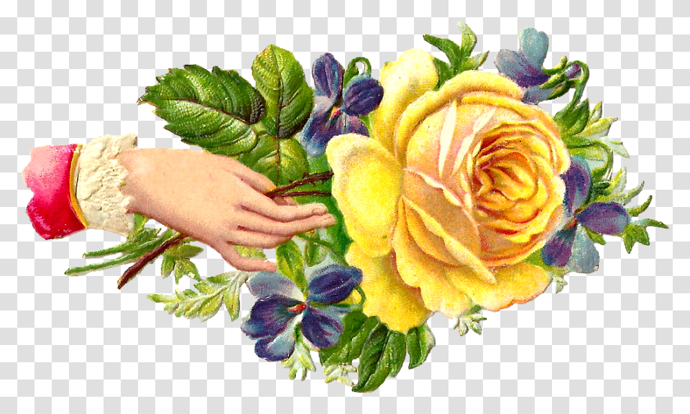 Flower Welcome Hand, Plant, Rose, Blossom, Petal Transparent Png