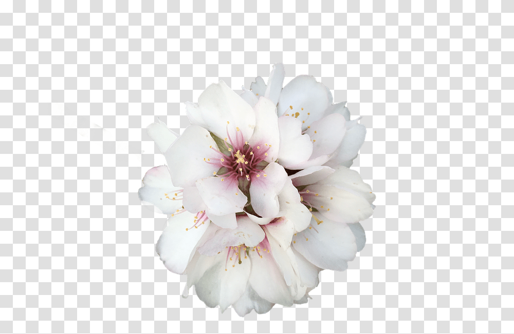 Flower White Flowers Flower, Plant, Blossom, Pollen, Cherry Blossom Transparent Png