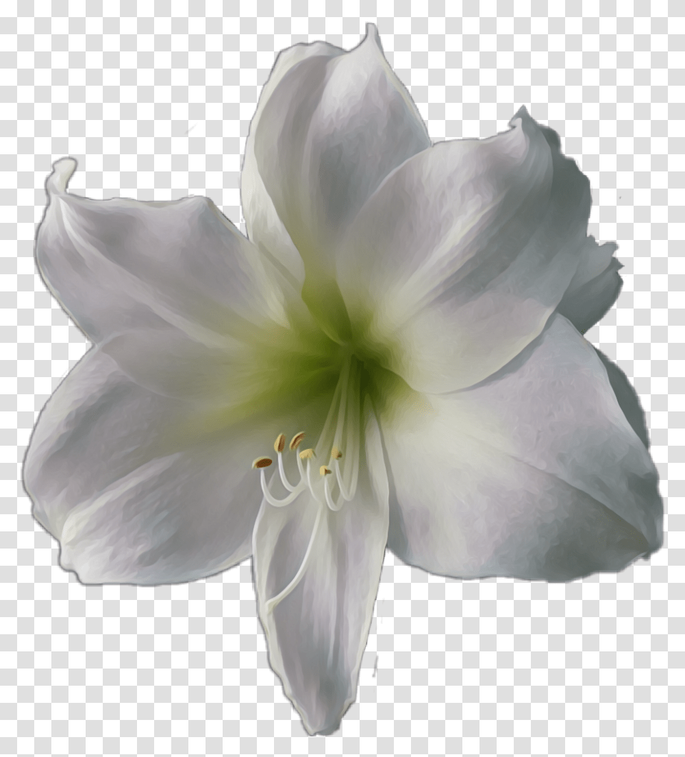 Flower White Lily Lily, Plant, Blossom, Geranium, Amaryllis Transparent Png