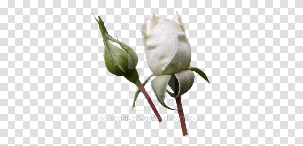 Flower White Magnolia Pictures, Plant, Blossom, Rose, Bud Transparent Png