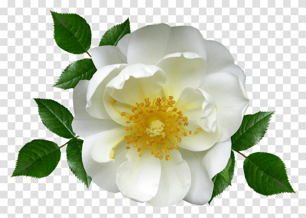 Flower White Rose Blossom Plant Vektor Bunga Mawar Putih, Pollen, Peony, Petal, Dahlia Transparent Png