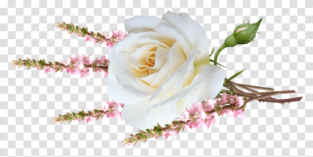 Flower White Rose Flower, Plant, Blossom, Flower Arrangement, Petal Transparent Png
