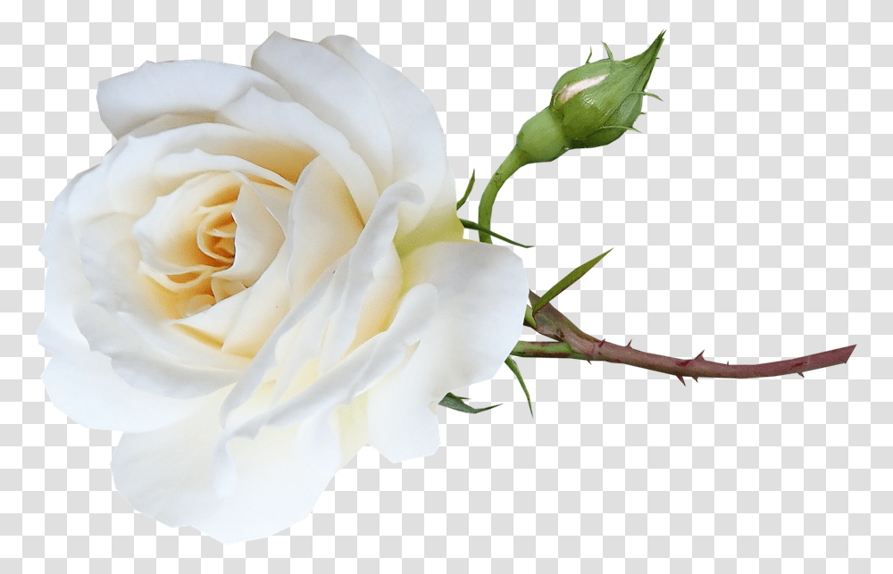 Flower White Rose Free Photo White Rose, Plant, Blossom, Petal Transparent Png