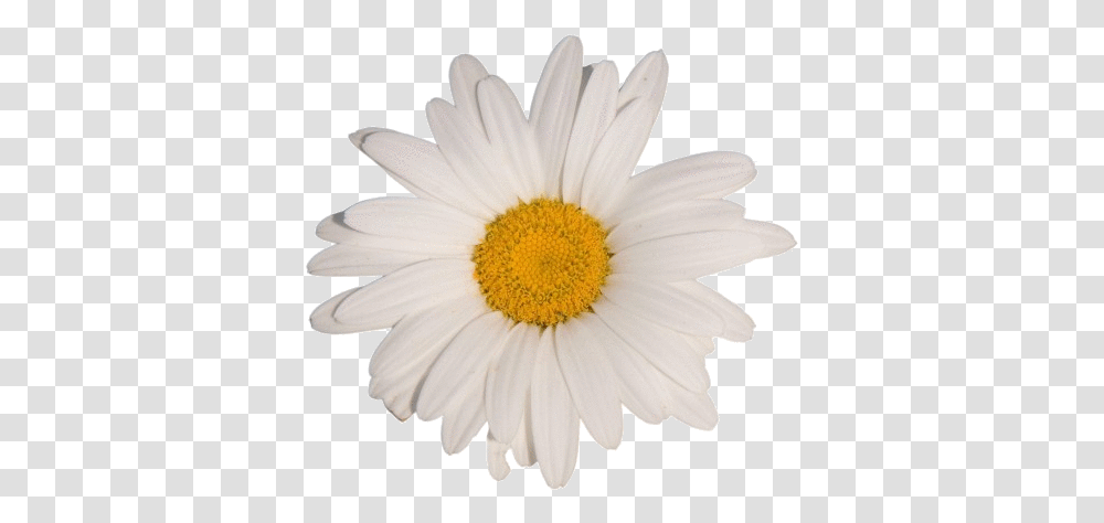 Flower White Tumblr Aesthetic Vaporwave Daisy Flower White Background, Plant, Daisies Transparent Png