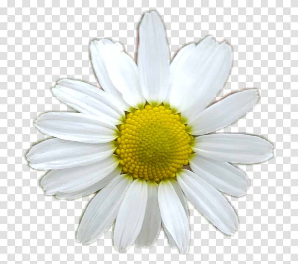 Flower White Whiteflower Yellow Daisy Sunflower 3d Daisy, Plant, Daisies Transparent Png