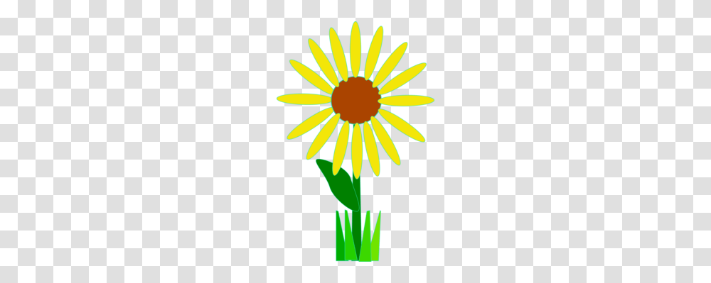 Flower White Yellow Common Daisy, Plant, Daisies, Blossom, Asteraceae Transparent Png