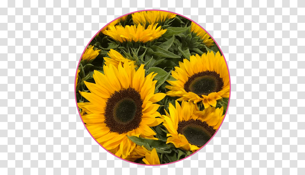 Flower Wholesaler - Floral Garden Group A Goodchild Ltd, Plant, Blossom, Sunflower, Flower Arrangement Transparent Png