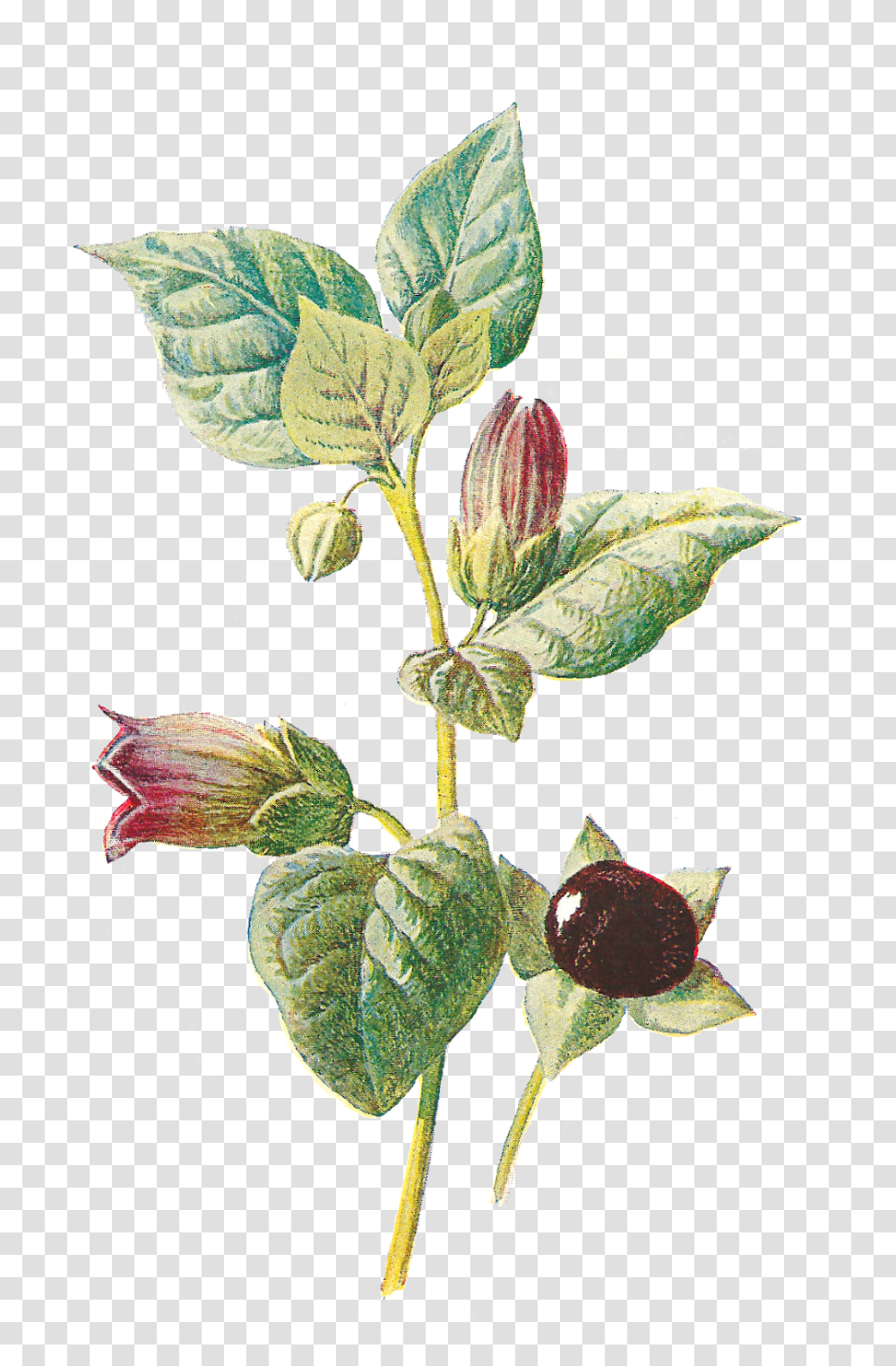 Flower Wildflower Deadly Nightshade Image Illustration Dwale Or Deadly Nightshade, Plant, Acanthaceae, Fruit, Food Transparent Png
