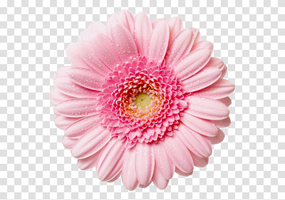 Flower With Background Clipart Pink Flower, Dahlia, Plant, Blossom, Daisy Transparent Png