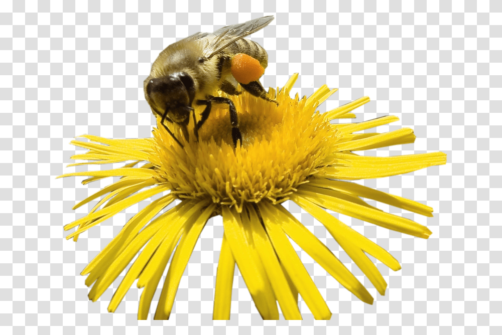 Flower With Bee, Honey Bee, Insect, Invertebrate, Animal Transparent Png