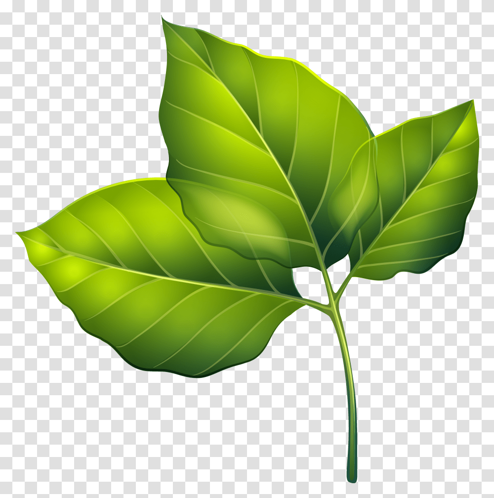 Flower With Leaf Free Files Green Leaves Clipart, Plant, Veins Transparent Png