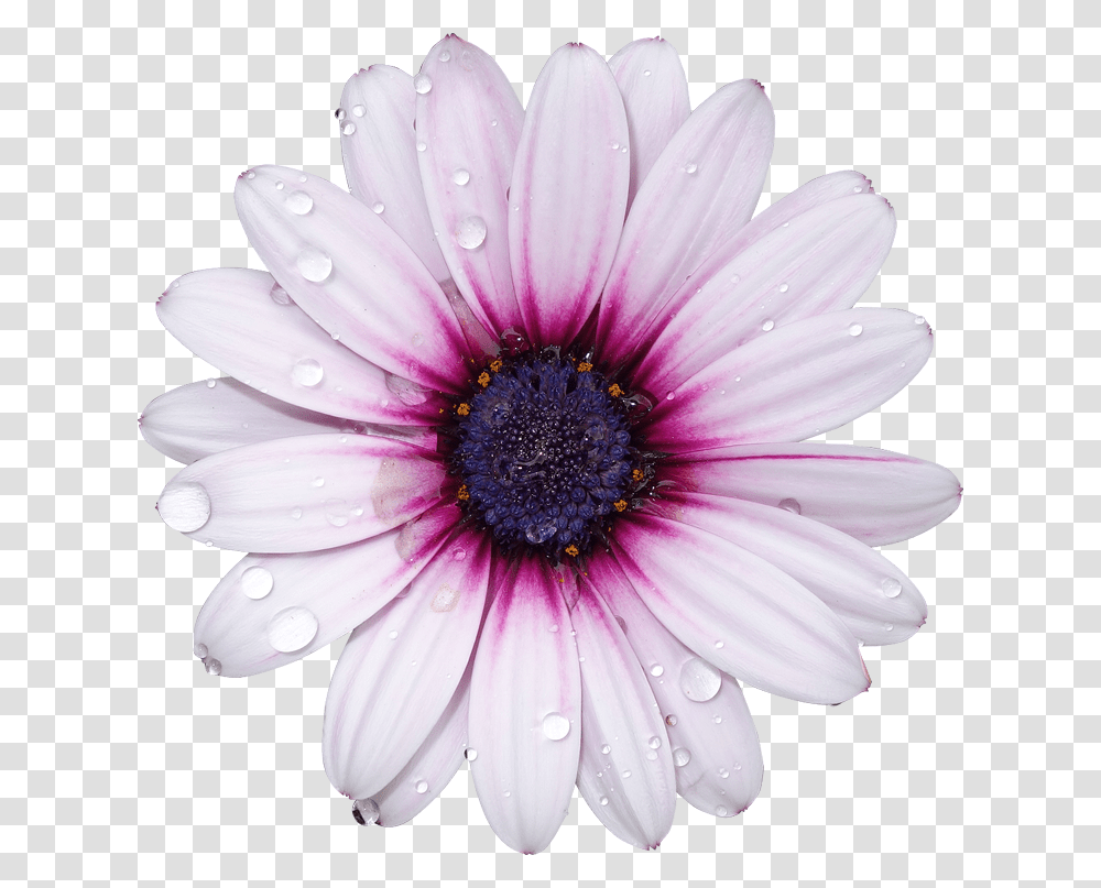 Flower With No Background, Plant, Daisy, Daisies, Blossom Transparent Png