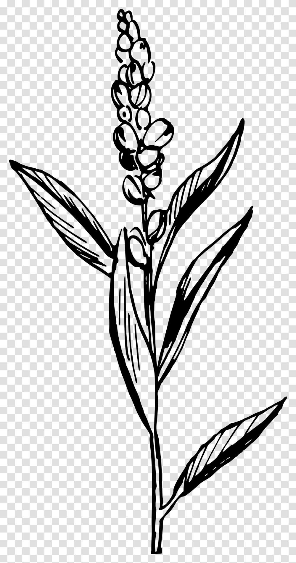 Flower With Roots Clipart Black And White Graphic Black Flax Clipart, Gray, World Of Warcraft Transparent Png