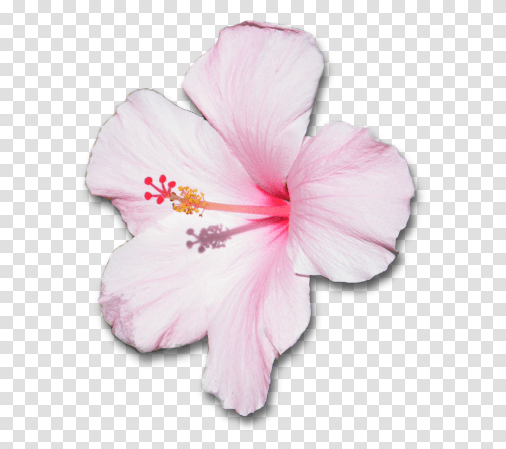 Flower With Shadow By Hibiscus Pink Flower, Plant, Blossom, Person, Human Transparent Png