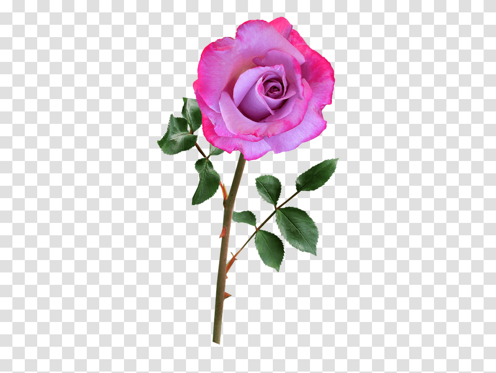 Flower With Stem 3 Image Flower With Stem, Rose, Plant, Blossom, Acanthaceae Transparent Png