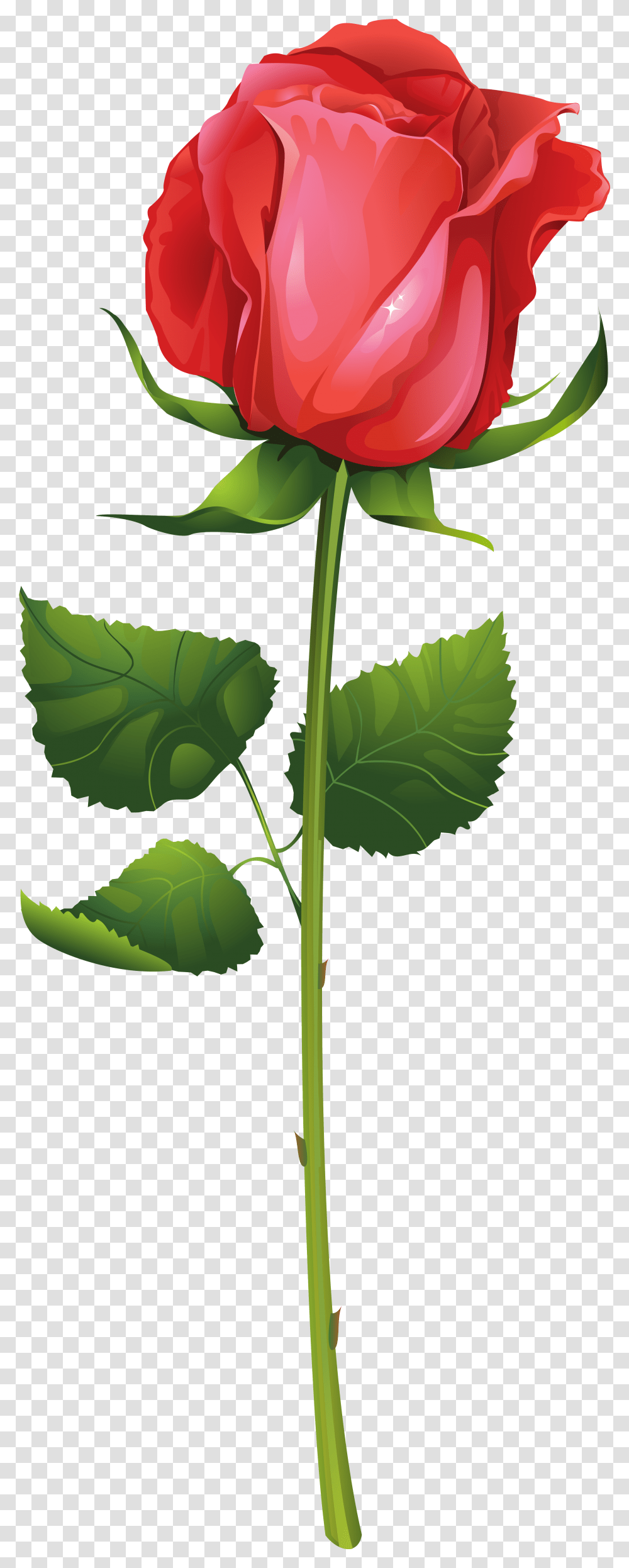 Flower With Stem Rose Illustration Free Vector, Leaf, Plant, Blossom, Tree Transparent Png