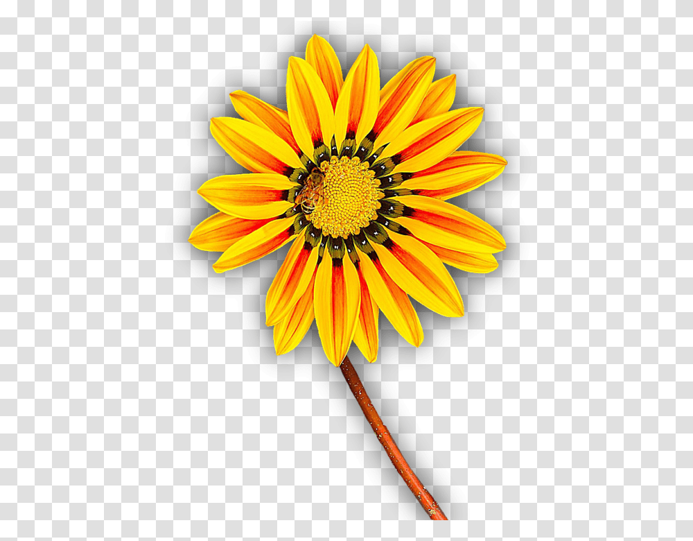 Flower Yellow Isolated Yellow Flower Blossom Flor Amarilla, Plant, Treasure Flower, Daisy, Daisies Transparent Png