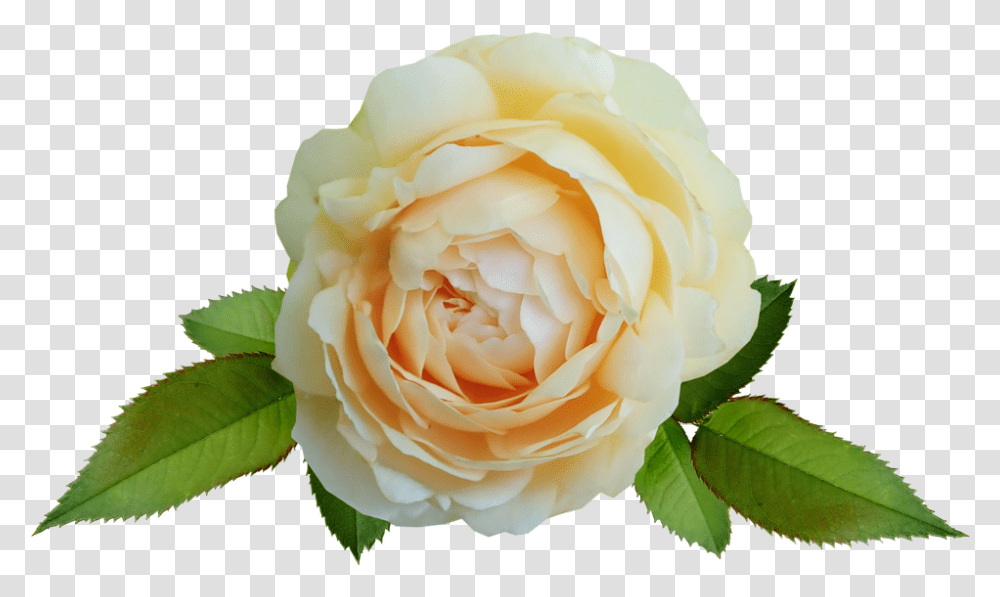 Flower Yellow Rose David Free Photo On Pixabay Hybrid Tea Rose, Plant, Blossom, Petal, Leaf Transparent Png