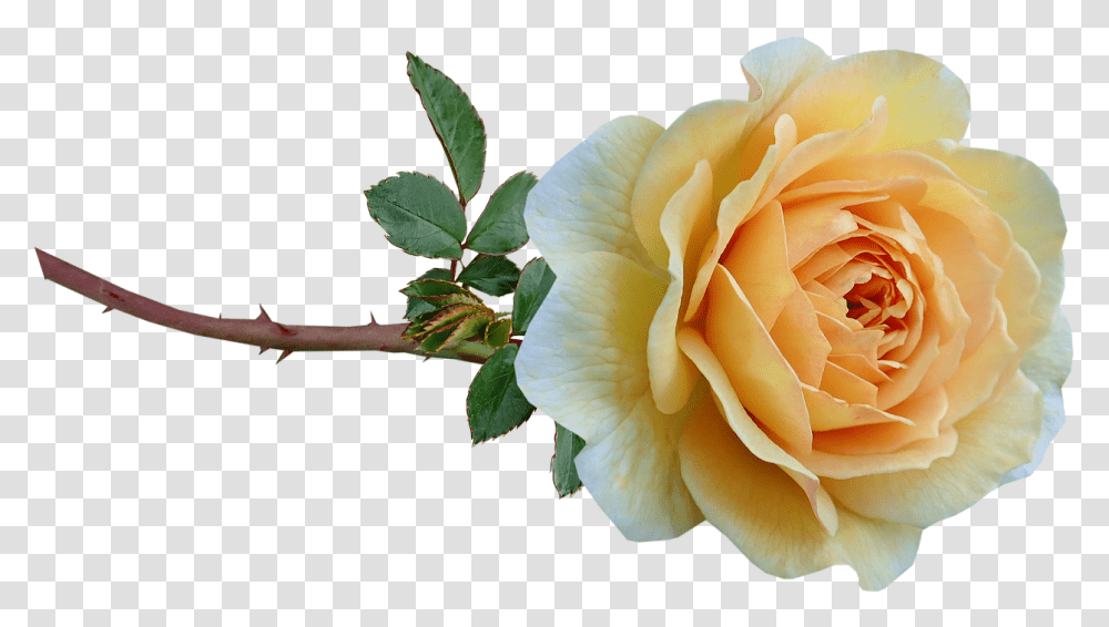 Flower Yellow Rose Free Photo On Pixabay Garden Roses, Plant, Blossom, Leaf, Petal Transparent Png